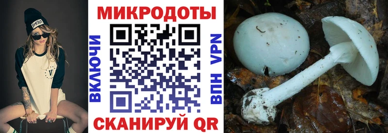 как найти Новотитаровская Псилоцибиновые грибы Cubensis